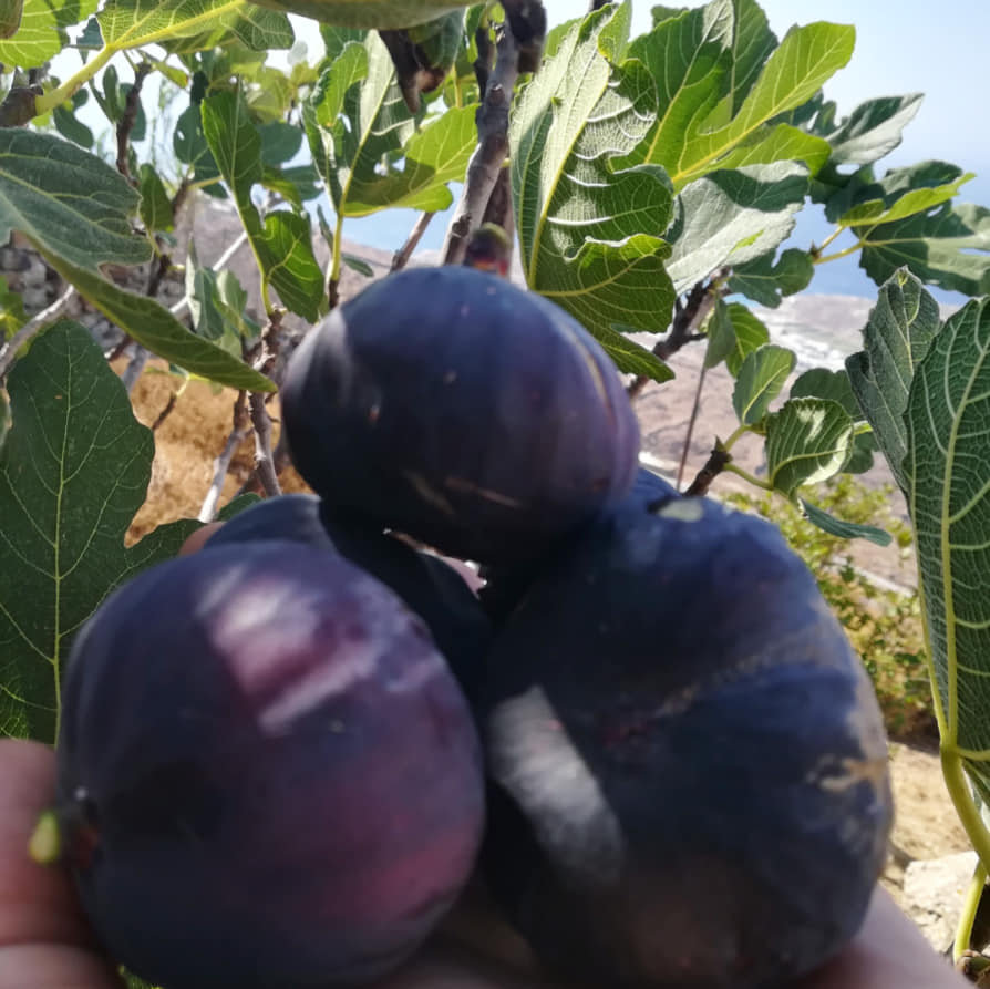 Μαρμελάδα από σύκο